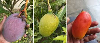 how india s mango man grew a tree