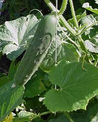 vegetable gardening by season