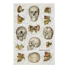 Human Skull Anatomy Chart 24 X 36