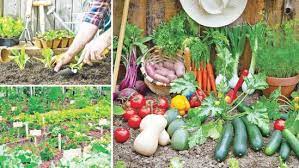 23 Home Vegetable Garden Ideas In Sri