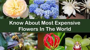 know about most expensive flowers in