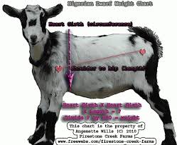 Visual Weight Chart Nigerian Goats Dwarf Goats Nigerian