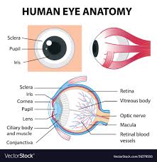 diagram human eye anatomy with label