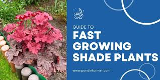 10 Fast Growing Plants For Shade Top
