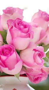 love romantic pink rose romantic love