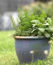 Best Herbs For Container Gardens