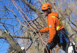 Based in mulmur, ontario, lisa timpf has worked in human resources and communications since 1989. Arborist Report Toronto On Hudson Tree Services