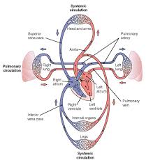 8 Diagram Of Systemic Circulation Flow Diagram For