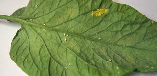How To Get Rid Of Whiteflies The