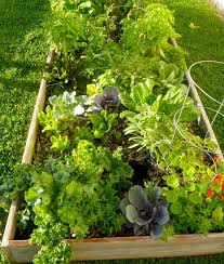 South Florida Organic Edible Gardens