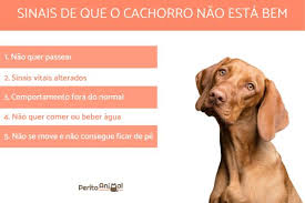 5 sintomas de que o cachorro está