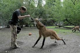 Maned Wolf Facts Habitat Diet Life Cycle Baby Pictures