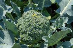 Can you overwater broccoli?