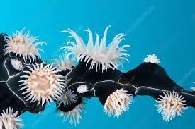 colonial sea sea anemones stock image