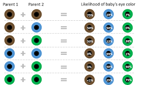 How To Predict Babys Eye Color Sittingaround Com Blog