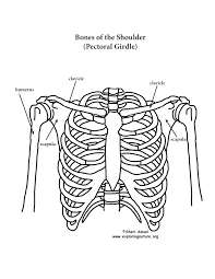 Rib cage anatomy, labeled vector illustration diagram. Shoulder Rib Cage And Upper Limb