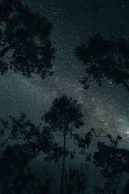 trees stars night sky dark hd