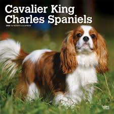 cavalier king charles spaniel gifts