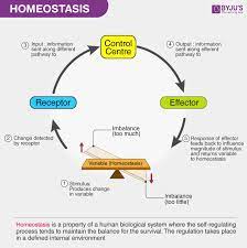 what is homeostasis meaning