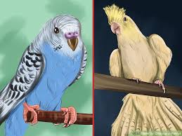How To Choose A Parrot 12 Steps With Pictures Wikihow