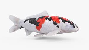 3d 3d koi fish 5 animated model