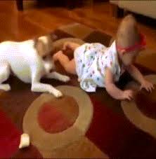 dog slides on carpet with baby gifrific