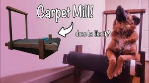 carpet mill for dogs full tutorial