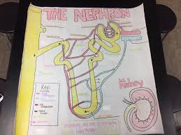Kidney and nephron coloring answers.pdf. Kidney And Nephron Coloring Kidney Failure Disease