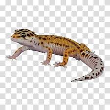 leopard geckos transpa background