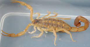 Only 1 of those scorpion species is found in kentucky, north carolina, south carolina & tennessee. Striped Bark Scorpion Wikipedia