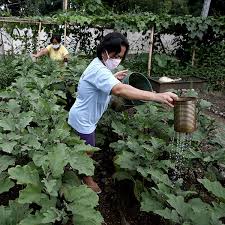 Urban Agriculture Farming In Quezon