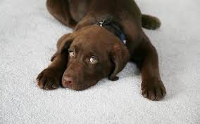 can your carpet be saved from pet urine