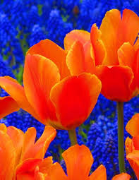 Image result for orange color flowers images