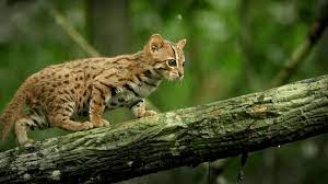 Kucing hutan memiliki sifat yang liar, saat merasa terancam kucing merah (pardofelis badia) biasa dikenal dengan sebutan kucing kalimantan, salah satu kucing liar endemik pulau kalimantan yang lebih. Harga Kucing Hutan Daftar Harga Terbaru Oktober 2020