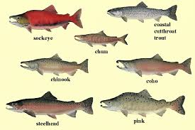 Salmon Chart Noaa Animals Aquatic Fish S Salmon