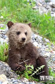 cute grizzly bear cub in kootenay