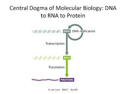 biochemistry mcat chapter 7 flashcards