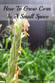 Grow Corn In A Square Foot Garden