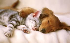 Image result for dog and cat