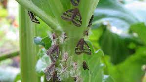 common garden pests and