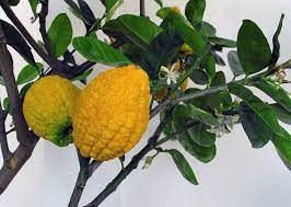 Citron (citrus medica) is a citrus fruit many people might recognize from the fruit preserves they add citron is one of the oldest citrus fruits, with documentation reaching as far back as 4th century bce. Citron Wikipedia