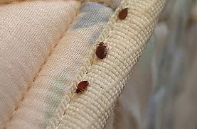 how to get rid of bed bugs banish