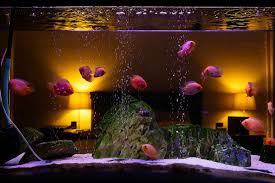 best 40 gallon fish tank aquariums
