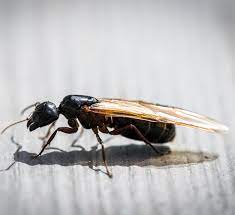 flying ants vs termites know the