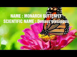Scientific Names Of Insects Scientific Names Of 10 Insects
