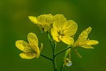Mustard Plant Wikipedia
