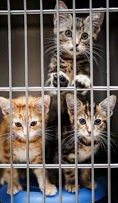 no kill north kingstown cat shelter may