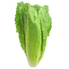 cabbage vs romaine lettuce what is the