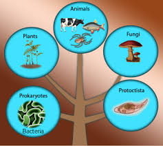 Kingdoms Of Living Organisms Biology Notes For Igcse 2014