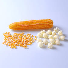 Image result for pop corn